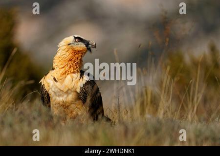 Old bearded vulture (Gypaetus barbatus), portrait, Pyrenees, Spain Stock Photo