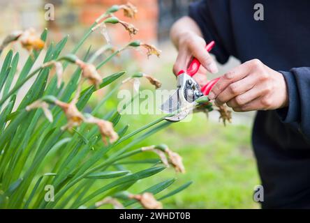 Close-up of a female gardener deadheading daffodils with secateurs in an English garden Stock Photo