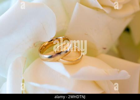 Wedding rings on white, cream-colored roses, close-up Stock Photo
