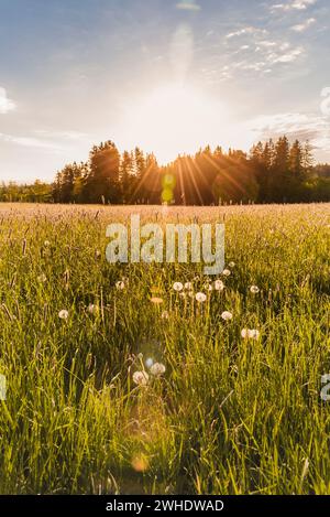 East Allgäu landscape. Spring meadow with dandelion flowers and a forest in the background in bright backlight. On the way on the Creszentia pilgrimage route, near Irsee, Ostallgäu Allgäu, Swabia, Bavaria, Germany Stock Photo