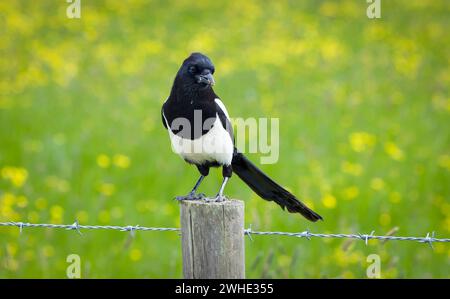 Magpie standing on a fence post beside a field, with ants eggs in its beak having raided an ants nest. Stony Stratford Nature Reserve, Milton Keynes, Stock Photo