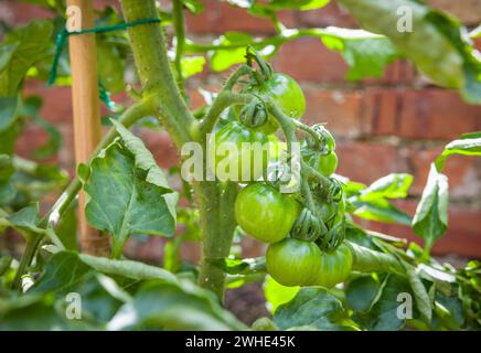 Green tomatoes growing outdoors on an ailsa craig variety, indeterminate (cordon) vine tomato plant in a UK garden. Unripe tomatoes ripening. Stock Photo