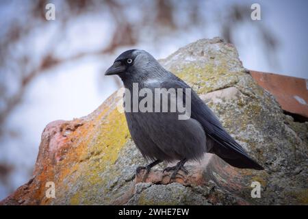 western jackdaw standing on an old house roof (Coloeus monedula) Stock Photo