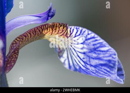 Detail from an iris sibirica in bloom, macro shot,  abstract background Stock Photo