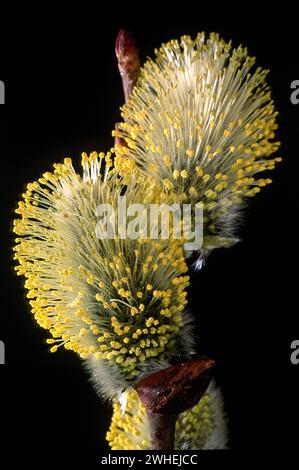 Goat willow (salix caprea), salicaceae. Male inflorescence.Deciduous tree, wild plant. yellow flower. Stock Photo