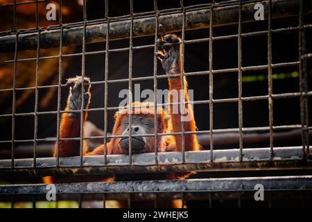 Red howler monkey looking sad with eyes closed against a zoo cage living in captivity Stock Photo