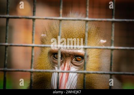 Mandrill in a cage staring looking at the camera in captivity with sad eyes longing for freedom Stock Photo