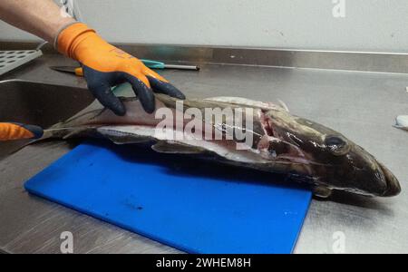 '05.04.2023, Norway, Northland, Andenes - Cod being filleted. 00S230405D051CAROEX.JPG [MODEL RELEASE: YES, PROPERTY RELEASE: NO (c) caro images / Sorg Stock Photo