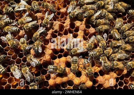 "16.09.2023, Germany, Brandenburg, Neuenhagen - Honey bees on a honeycomb with brood cells. 00S230916D449CAROEX.JPG [MODEL RELEASE: NOT Applicable, PR Stock Photo
