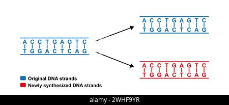 Conservative replication of DNA, illustration. Stock Photo