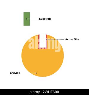 Enzyme activity mechanism, illustration Stock Photo - Alamy
