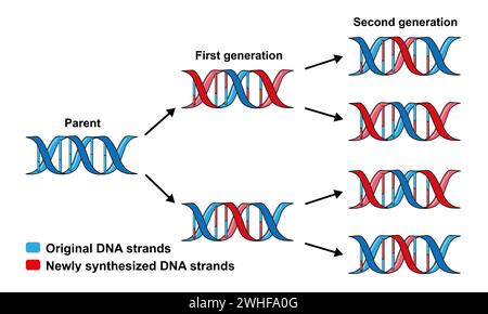 Dispersive replication of DNA , illustration. Stock Photo