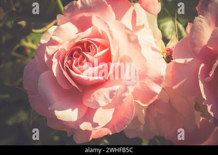 Floral bouquet for Saint Valentine's Day. Gently pinky aromatic pink rose flower bud. Fresh rosebud on a bush in spring, summer garden, rosarium. Stock Photo