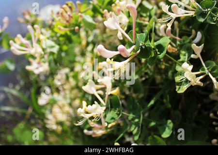 Honeysuckle blossoming -Lonicera caprifolium Stock Photo
