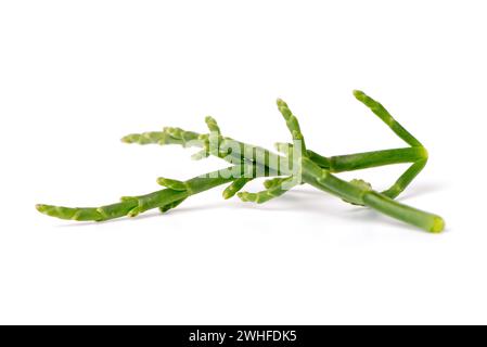 Fresh marsh samphire Stock Photo