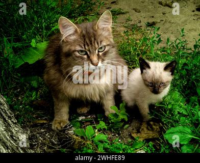 Two glamor met in the summer garden little siamese kitten and yard fluffy cat Stock Photo