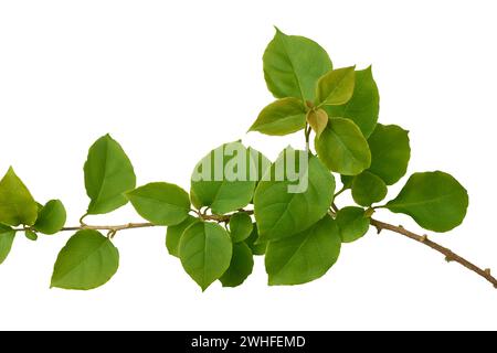close-up of green foliage, elliptical with pointed tips and smooth textured branch of bougainvillea plant isolated on white background Stock Photo