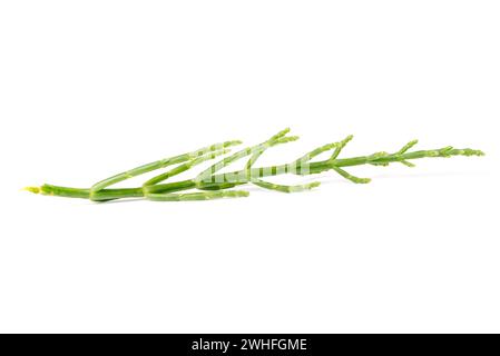 Fresh marsh samphire Stock Photo