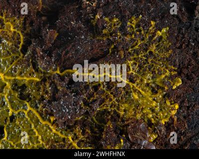an orange-colored plasmodium of a slime mold (Badhamia utricularis) speading out across a piece of rotting wood Stock Photo