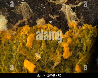 the orange-colored plasmodium of a slime mold (Badhamia utricularis) slowly speading over and feeding on rolled oats Stock Photo