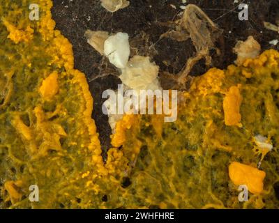orange-colored slime mold (Badhamia utricularis) plasmodium of a slowly engulfing rolled oats Stock Photo