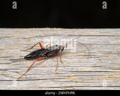 A beautiful red-legged ichneumon wasps, Buathra laborator, resting on weathered wood Stock Photo