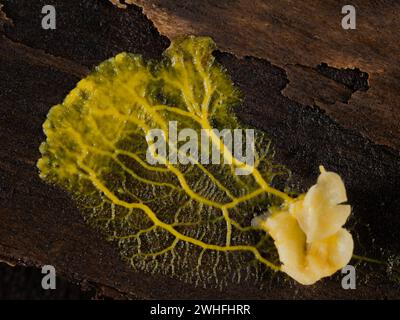 yellow plasmodium of a slime mold (Badhamia utricularis) speading away from rolled oats it had been feeding on Stock Photo