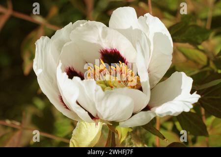 White tree peony flower . Peony growing in the garden, floral background. Spring flower Stock Photo