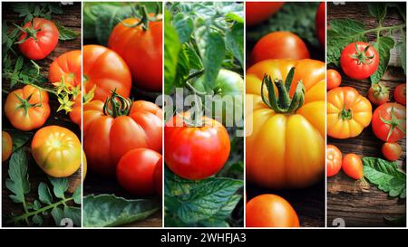 Colorful collage of ripe organic tomatoes. Healthy eating consept. Gardening background Stock Photo