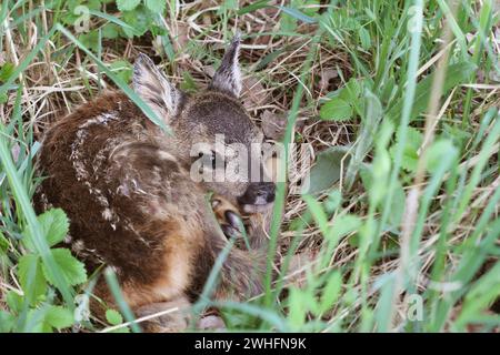 Little deer in the grass. Capreolus capreolus. .Wildlife scene from nature Stock Photo