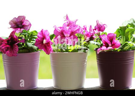 Pink beautiful petunia flower in pot. petunia growing in balcony Stock Photo