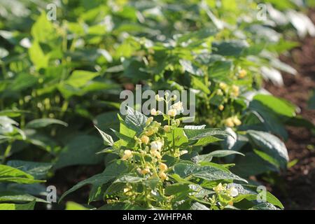 Green french beans plant in vegetables garden Stock Photo