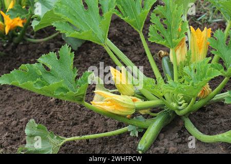 Zucchini plants in blossom on the garden bed Stock Photo
