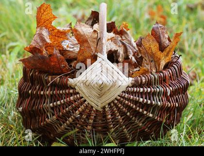 Autumn background with maple leaves . Full basket of fall leaves on grass Stock Photo