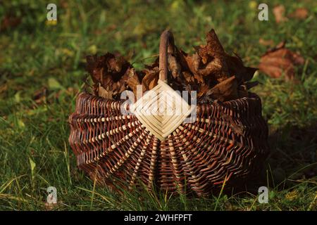Autumn background with maple leaves . Full basket of fall leaves on grass Stock Photo