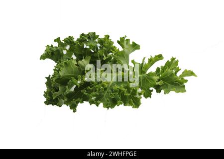 Green fresh kale leaf isolated on white background Stock Photo