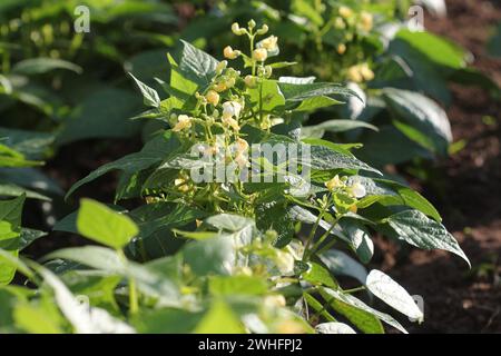 Green french beans plant in vegetables garden Stock Photo