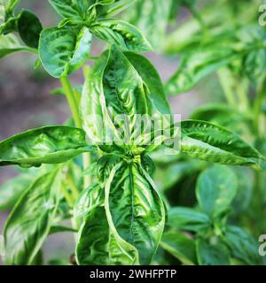 Fresh organic basil plant grows up in garden Stock Photo
