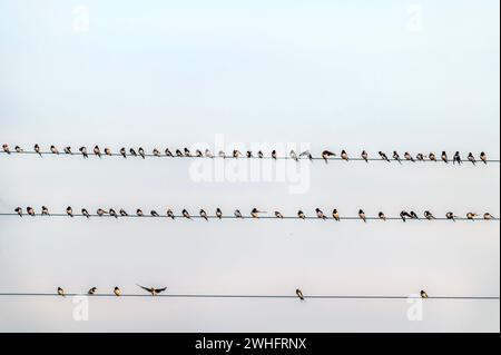 lot of birds on the wire Stock Photo