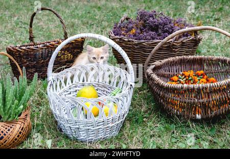 Wicker baskets with dried marigold flowers vegetables and herbs flowers close-up Stock Photo