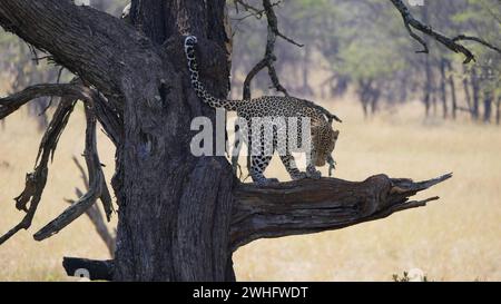 Leopard sitting on a tree in Serengeti, Tanzania Stock Photo