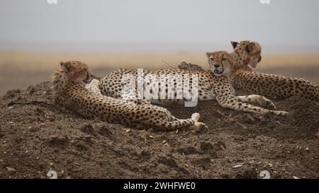 Young cheetahs on the lookout in the Serengeti of Tanzania Stock Photo