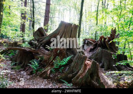 Few stumps of old trees in the forest Stock Photo