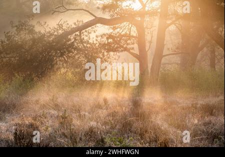 Golden sunrise light in fog Stock Photo