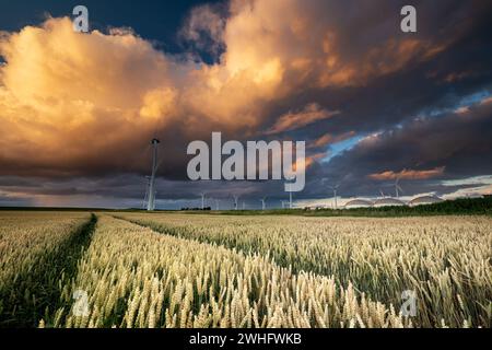Dramatic shower cloud at sunset over wheat field Stock Photo