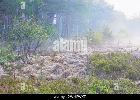 Misty morning in forest Stock Photo
