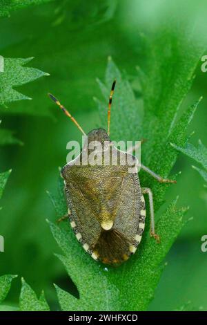 Natural vertical closeup on the rare Vernal shieldbug, Peribalus strictus vernalis sitting in green vegetation Stock Photo