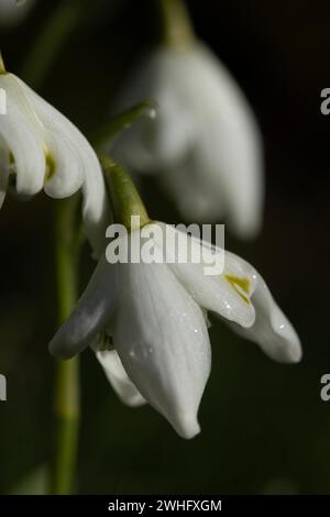 Portrait of Snowdrops in the wild Stock Photo