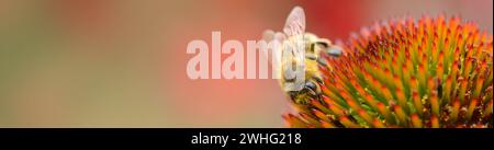 Busy bee in spring Stock Photo