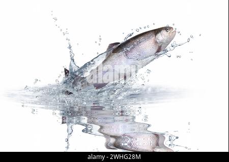 Jumping trout Stock Photo